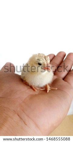 Similar – small chicken Life Easter