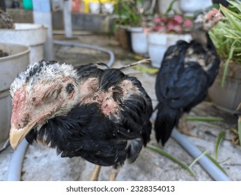 Chicks infected with the virus look weak and pale and some head feathers fall off. A sick chicken.  - Shutterstock ID 2328354013