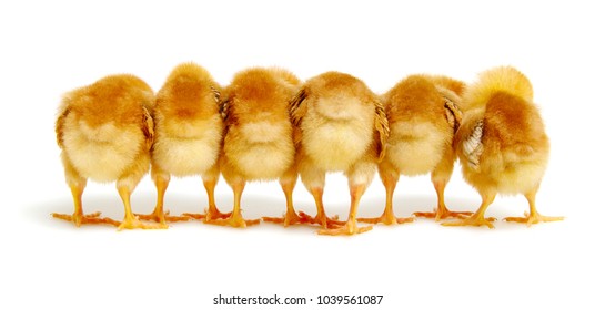 Chicks Isolated On White Background Stock Photo 1039561087 | Shutterstock