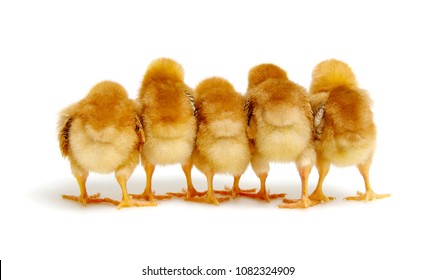 Chicks Isolated On White Background Stock Photo 1082324909 | Shutterstock