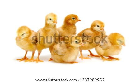 Chicks isolated on white background