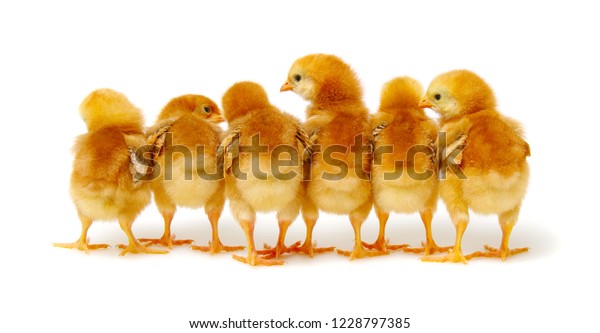 Chicks Isolated On White Background Stock Photo (Edit Now) 1228797385