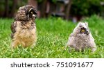 the Chicks of long-eared owl (Asio otus) and short-eared owl (Asio flammeus) sitting in the grass