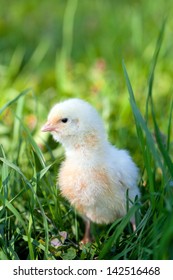 chicks on green grass Foto Stock