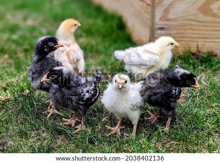 Chicks Pullets Poultry Hens Egg layers Chickens