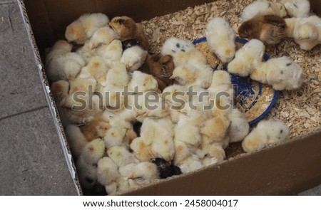 Chicks sold in boxes in Ankara Ulus vegetable and fruit market
