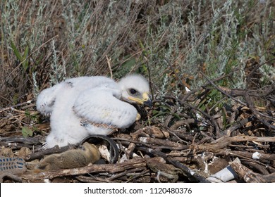 chicks of the steppe eagle in the nest