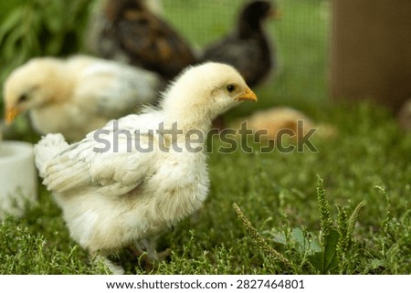 Chicks wander on the grass in a small farmyard. Some are pecking at the ground while others are nearby. The sun is shining in the afternoon sky.