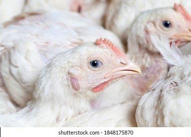 chicks of white broiler chicken at a poultry farm, raised to generate revenue from the sale of quality poultry meat chicken, genetically improved broiler breed of chickens