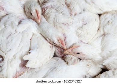 chicks of white broiler chicken at a poultry farm, raised to generate revenue from the sale of quality poultry meat chicken, genetically improved broiler breed of chickens, close up - Shutterstock ID 1852348327