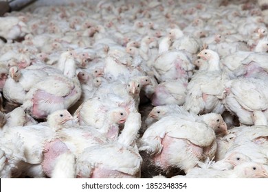 chicks of white broiler chicken at a poultry farm, raised to generate revenue from the sale of quality poultry meat chicken, genetically improved broiler breed of chickens, closeup - Shutterstock ID 1852348354