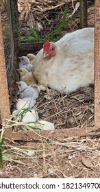 chicks who just settle down and start a new life