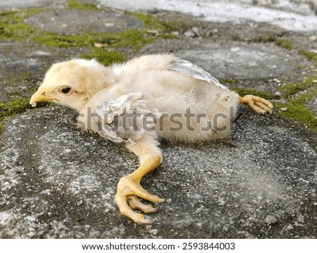 chicks whose legs are deformed, making them unable to walk
