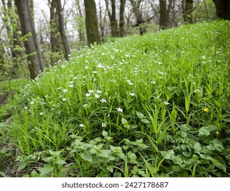 Chickweed lanceolate, small white flowers in the forest, perennial herbs.