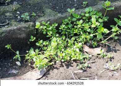 Chickweed On Street