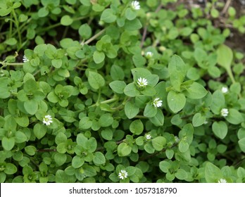 Chickweed ,Stellaria media in the garden. The plants are annual and with weak slender stems, they reach a length up to 40 cm.