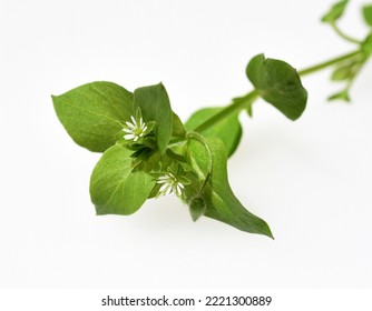 Chickweed, Stellaria, media, is a medicinal plant that grows on meadows and in the field with white flowers.