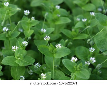 Chickweed の画像 写真素材 ベクター画像 Shutterstock