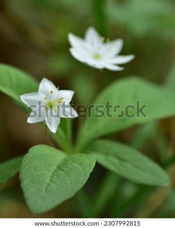 Chickweed-wintergreen or arctic starflower ( Lysimachia europaea ) blooming in the wood. Two white wild flowers on the natural background. Macro. Side view. Selective focus. 