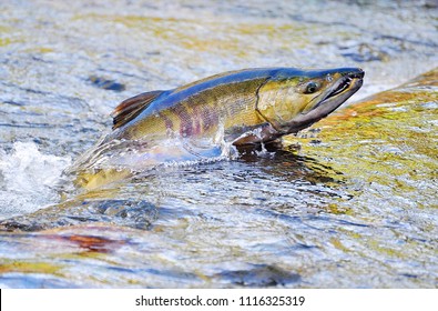 Chico, Washington / USA - Nov. 1, 2009: A Chum Salmon Jumping Upstream To Spawn In Chico Creek, Chico, Washington, On Nov. 1, 2009.