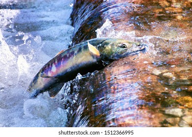 Chico, Washington / USA - November 10, 2007: A Chum Salmon Jumping Up Stream To Spawn In Chico Creek, Its Native Stream.