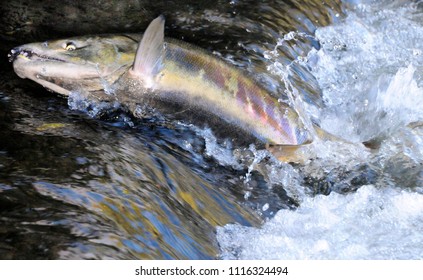 Chico, Washington / USA - Oct. 27, 2013: A Chum Salmon Jumping Upstream To Spawn In Chico Creek, Chico, Washington, On Oct. 27, 2013.