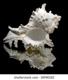 Chicoreus Ramosus / Murex Ramose Seashell 0721