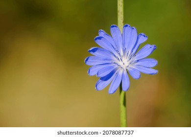 Chicory. beautiful meadow flower. Blue common chicory flower isolated on light blurred natural background. delicate blue wildflower close-up. nature macro photo. space for text - Shutterstock ID 2078087737