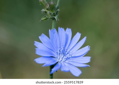 Chicory. beautiful meadow flower. Blue common chicory flower isolated on light blurred natural background. delicate blue wildflower close-up. nature macro photo. space for text - Powered by Shutterstock