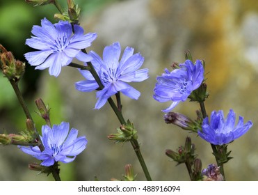 Chicory (Cichorium Intybus)