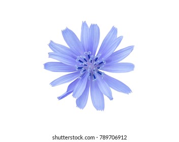 16,481 Chicory flowers Images, Stock Photos & Vectors | Shutterstock