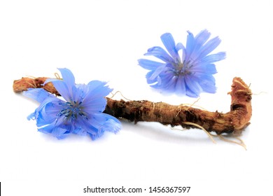 Chicory Root And Flowers Are Isolated On White Background. Blue Flowers Of Chicory. Chicory Root Is Considered A Coffee Substitute And Is A Source Of Inulin. Inulin Is Used In The Food Industry.