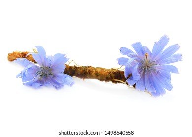 Chicory Root And Flowers Are Isolated On White Background. Blue Flowers Of Chicory. Chicory Root Is Considered A Coffee Substitute And Is A Source Of Inulin. Inulin Is Used In The Food Industry.