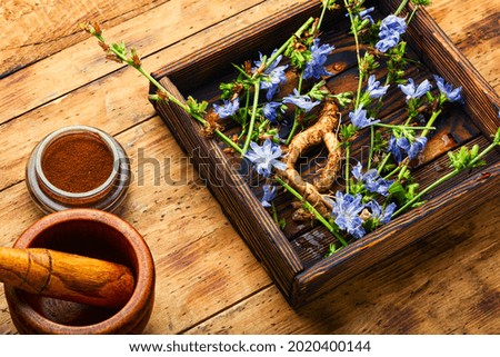 Chicory root and chicory flowers on rustic wooden background.Wild plant in alternative medicine.Cichorium intybus