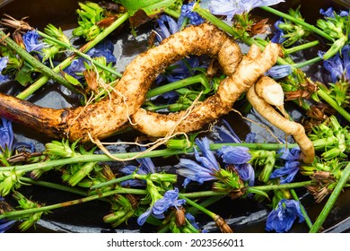 Chicory root and chicory flowers.Wild plant in alternative medicine.Cichorium intybus - Shutterstock ID 2023566011