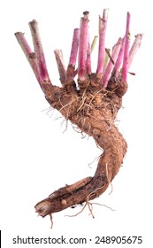 Chicory Root On White Background.