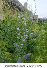 
Chicory traveler, Cichorium intybus, blue flowers, European herbs and flowers - Shutterstock ID 2325434397