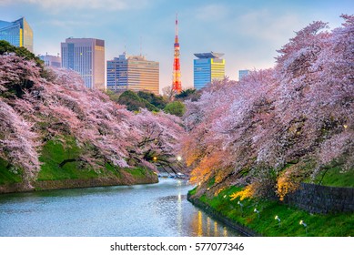 Chidorigafuchi park during the spring season this area is popular sakura spot at Tokyo, Japan. - Powered by Shutterstock