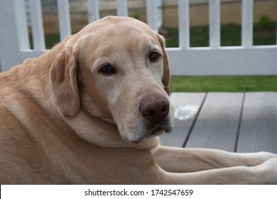 Chief The Yellow Lab Sitting On His Deck