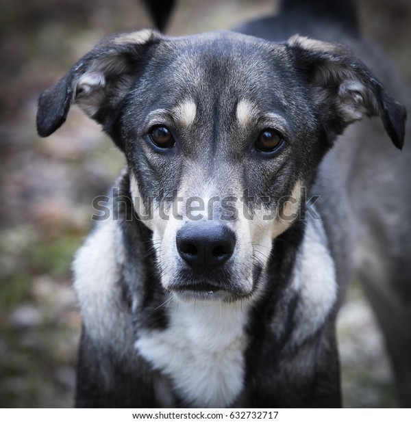 Chien Aux Aguets Race Mixte Huskybergerallemand Stock Photo