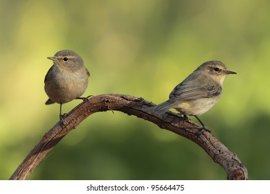 Chiff Chaff