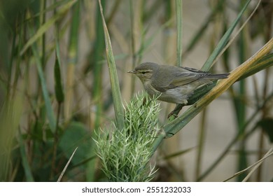 chiffchaff warbler (Phylloscopus collybita) during autumn - Powered by Shutterstock