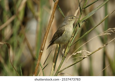 chiffchaff warbler (Phylloscopus collybita) perched on reed stem - Powered by Shutterstock