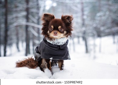 Chihuahu Dog Sitting In The Snow In A Winter Jacket