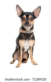 Black Chiwawa Dog Standing Side Ways Stock Photo (Edit Now) 1015594732