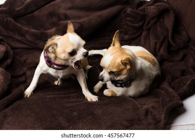 Chihuahua angry and fighting with another dog
