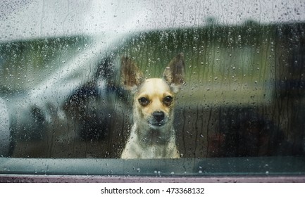 Sad Dog Rain Images Stock Photos Vectors Shutterstock