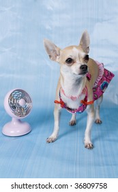Sobre De Bikini Vectores ImágenesFotos Stock Chihuahua Y 8vO0wmNn