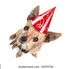 A Chihuahua With A Birthday Hat On