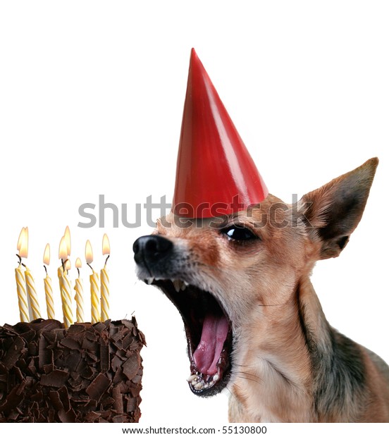 Happy Birthday Dog Blowing Up Cake Chihuahua Blowing Out Candles On Piece Stock Photo 55130800 | Shutterstock